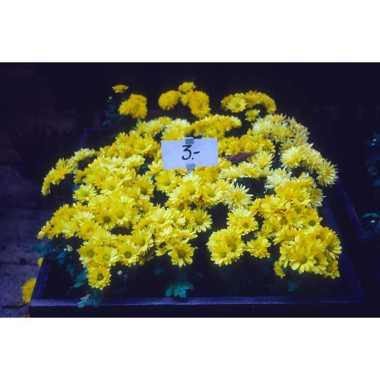 florists' chrysanthemum