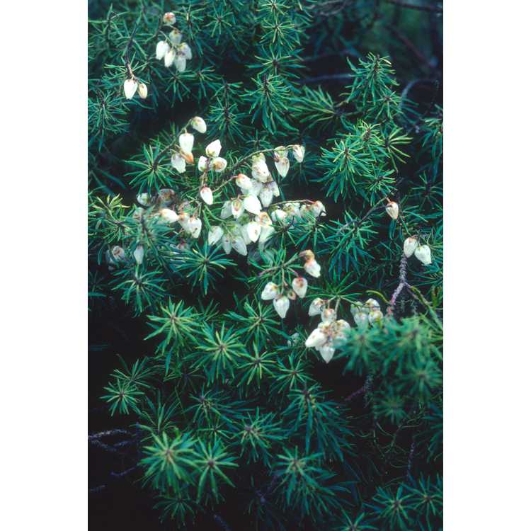Pieris japonica 'Pygmaea' - pygmy Japanese andromeda