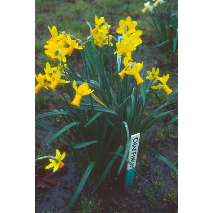 Mitsch Novelty Daffodils