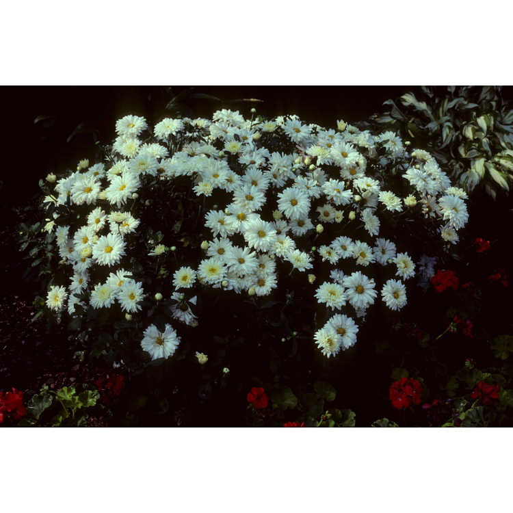 Leucanthemum ×superbum