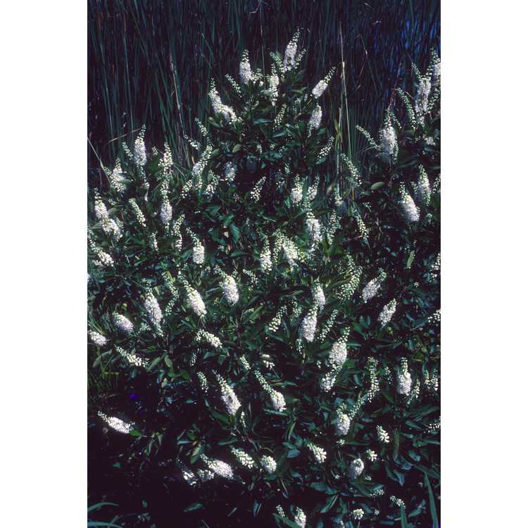 Clethra alnifolia 'Hummingbird' - dwarf summersweet clethra