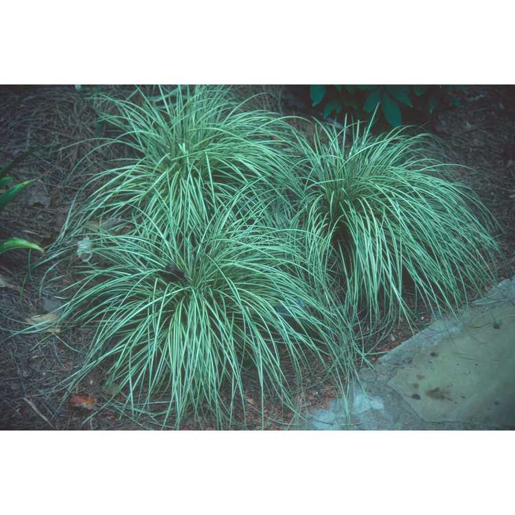 <em>Carex morrowii</em> 'Variegata'