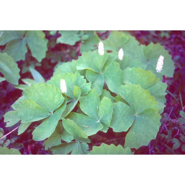 vanilla-leaf