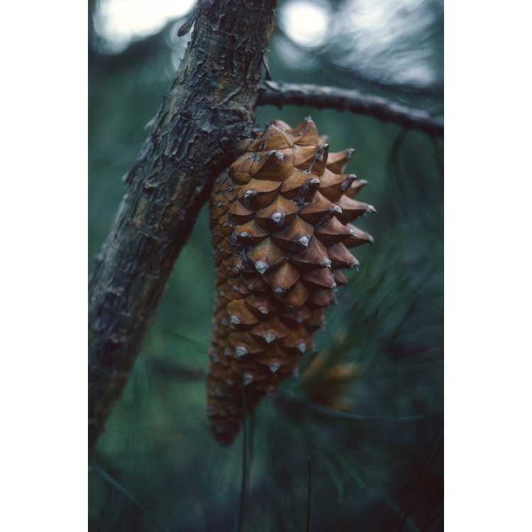Pinus - pine