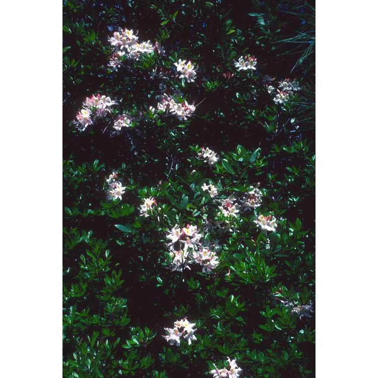 <em>Rhododendron occidentale</em>
