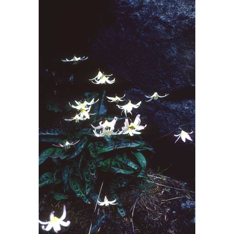 Tuolumne fawnlily