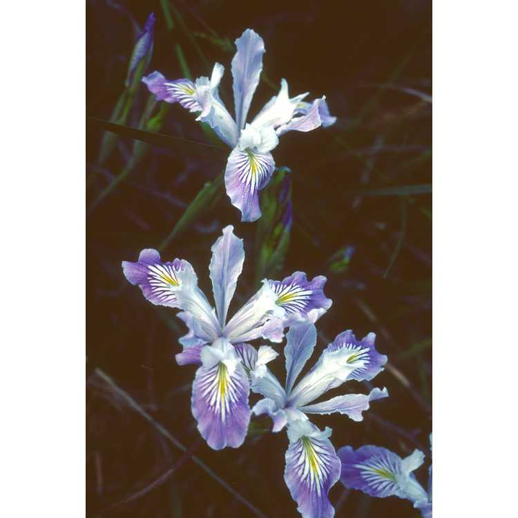 <em>Iris tenax</em>