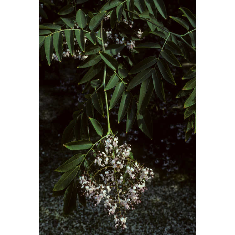 Styphnolobium japonicum