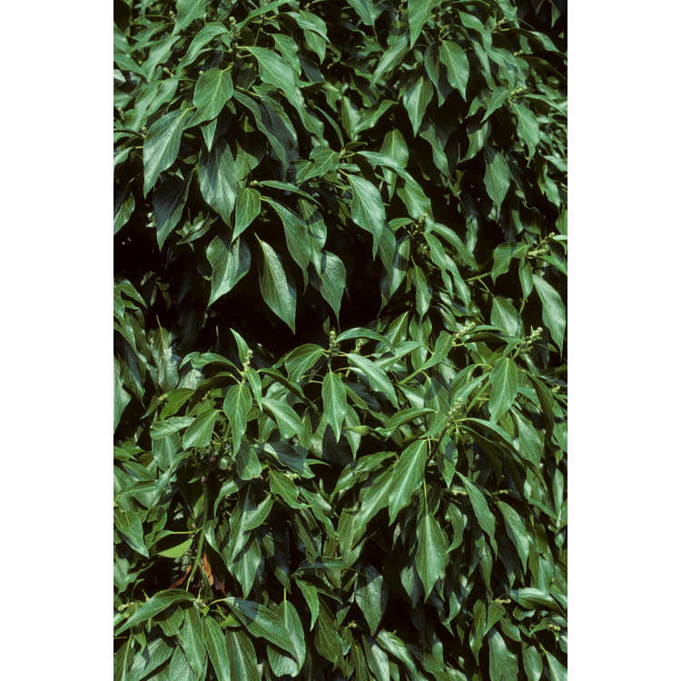 Hedera - ivy