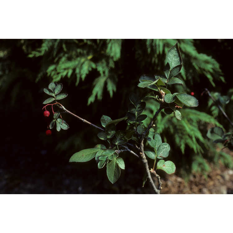 ×<em>Sorbocotoneaster pozdnjakovii</em>