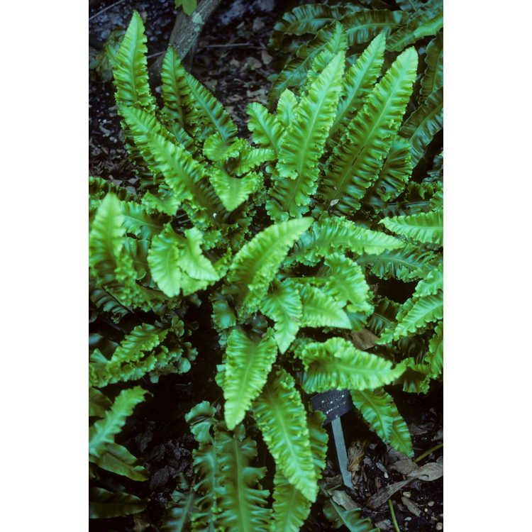 Asplenium scolopendrium - hart's tongue fern