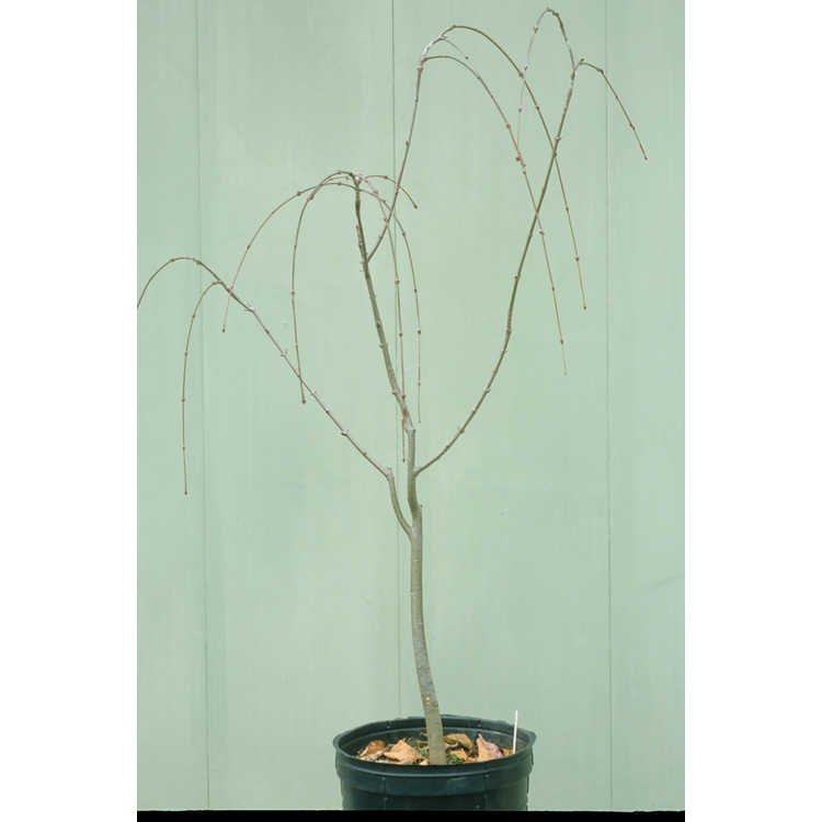 Cercidiphyllum japonicum f. pendulum - weeping katsura