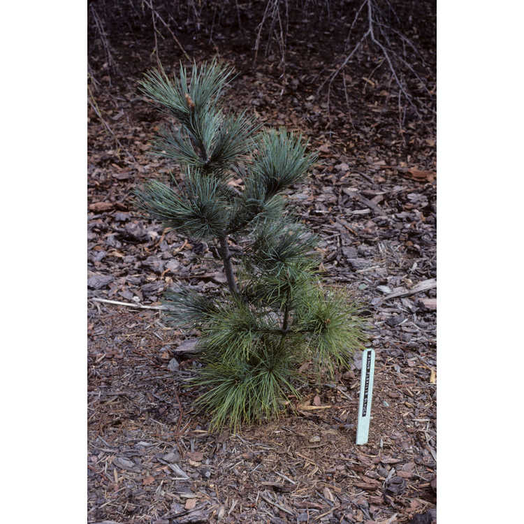 <em>Pinus flexilis</em> 'Glauca'