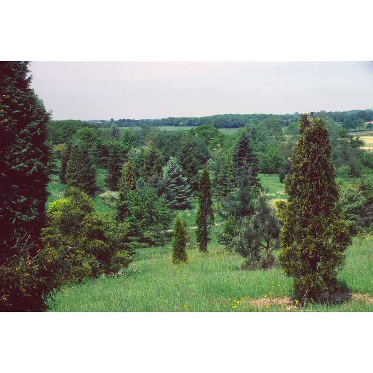 Hillier Arboretum