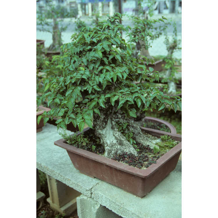 Kwangju bonsai