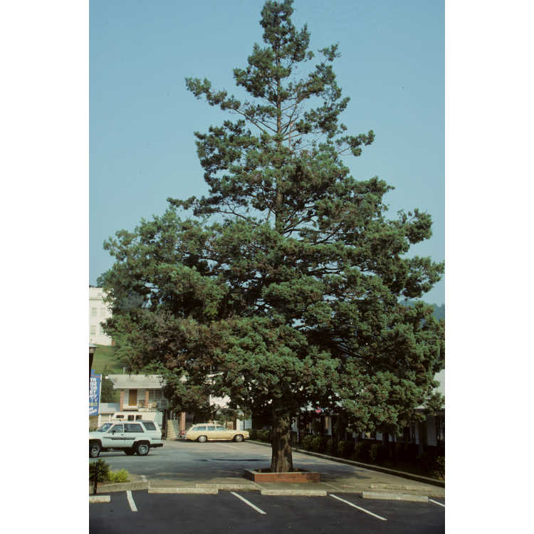 <em>Juniperus</em>