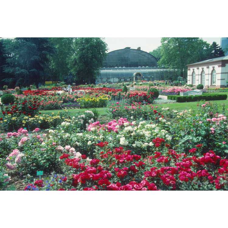 Frankfurt Botanical Garden