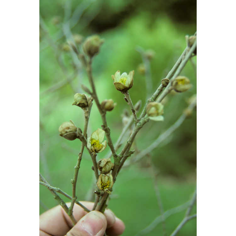 Parrotiopsis jacquemontiana - false ironwood