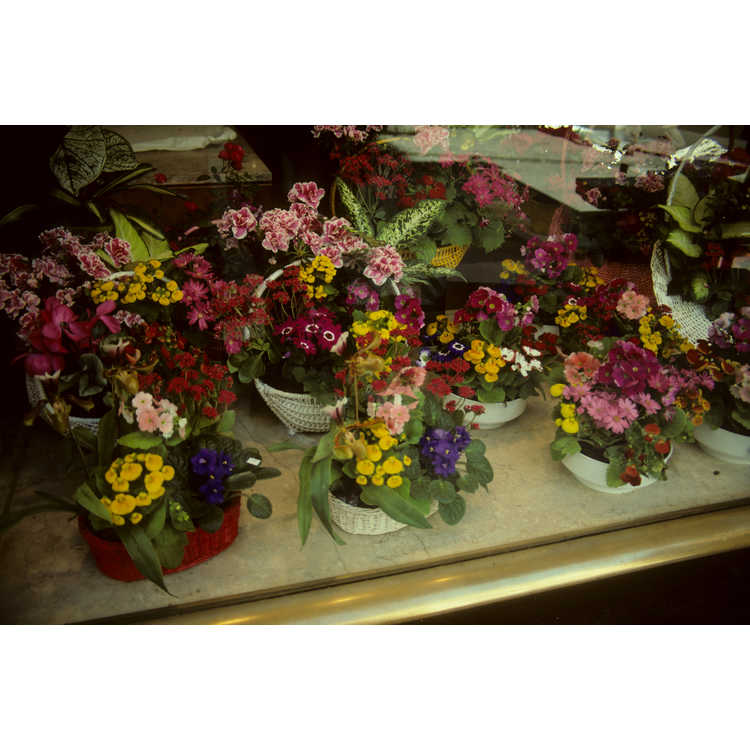 florist's cineraria