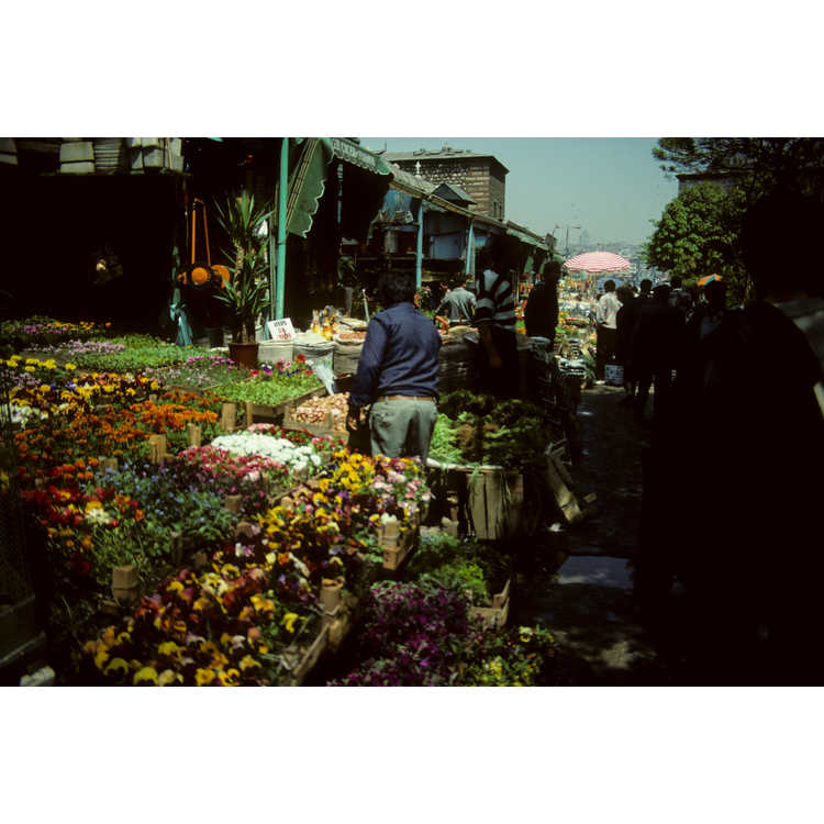 Egyptian bazaar, plant market