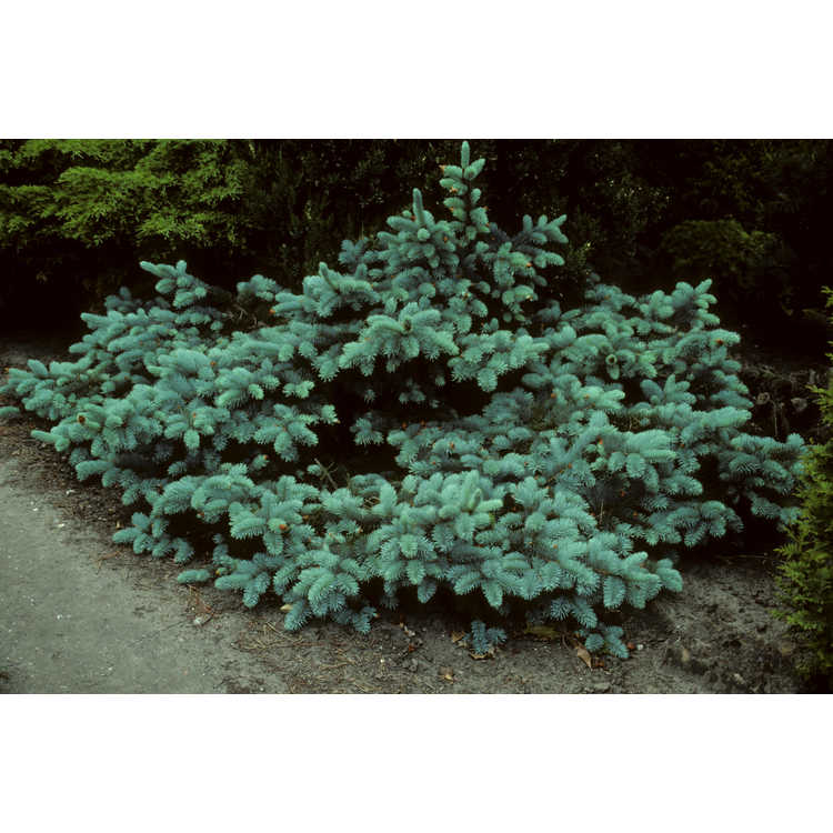 pygmy pinetum