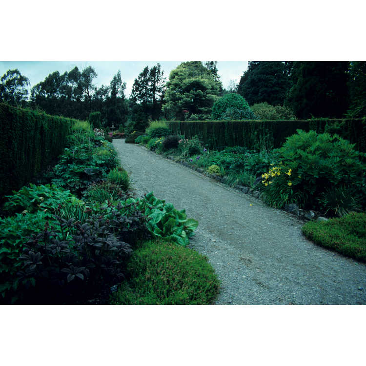 Annesley Gardens and National Arboretum, Castlewellan Forest Park