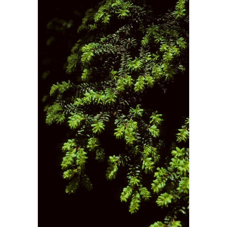 Tsuga diversifolia - northern Japanese Hemlock