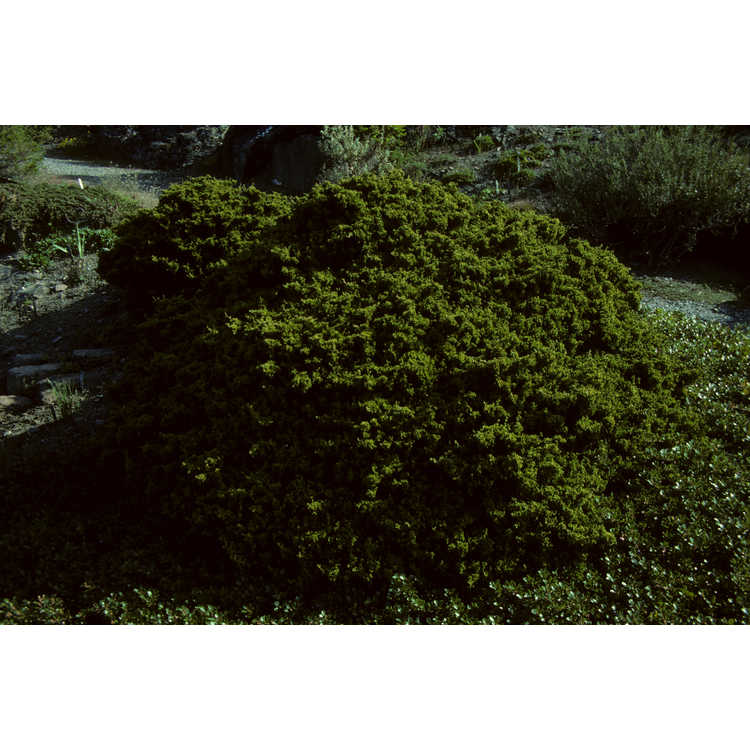 <em>Juniperus virginiana</em> 'Globosa'