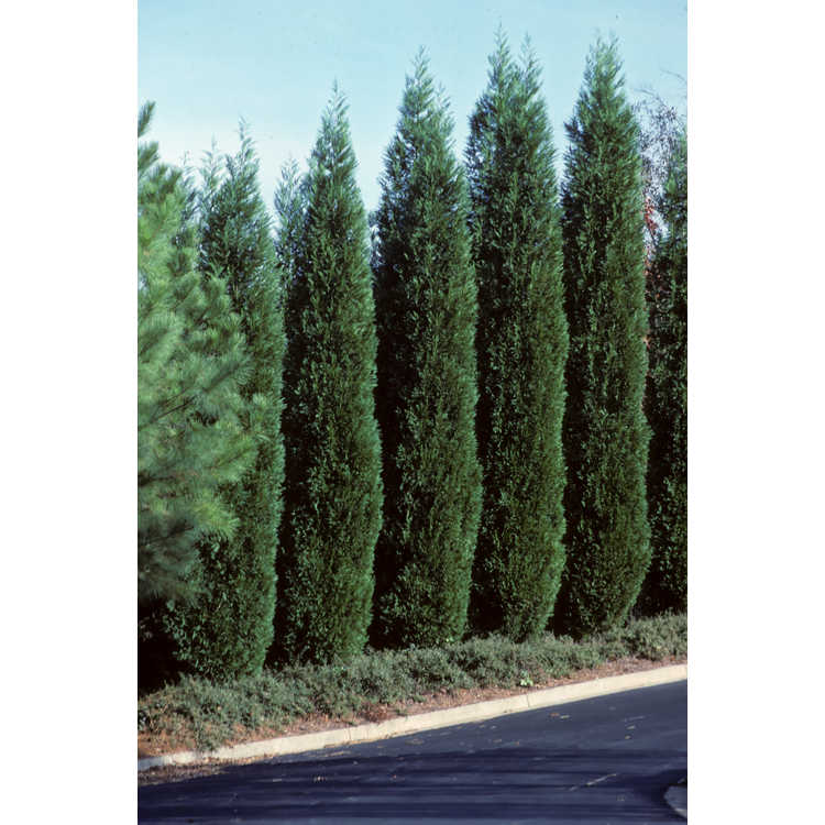 Leyland cypress