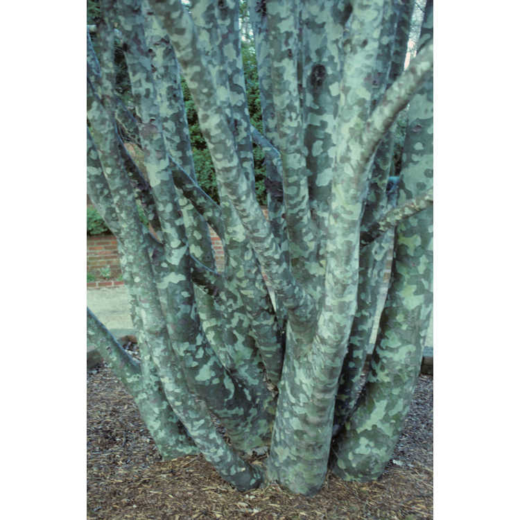 lacebark pine