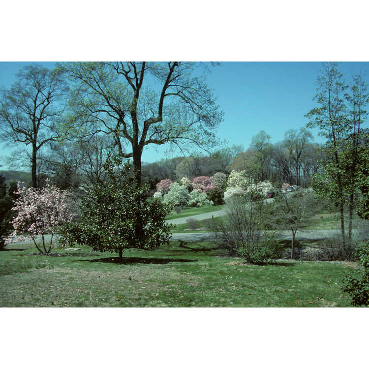 United States National Arboretum, The