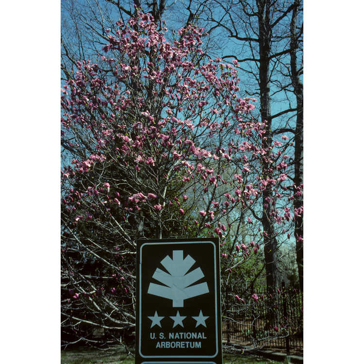 United States National Arboretum, The