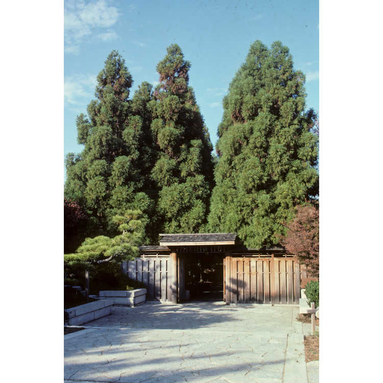 Cryptomeria japonica 'Yoshino' - Japanese-cedar