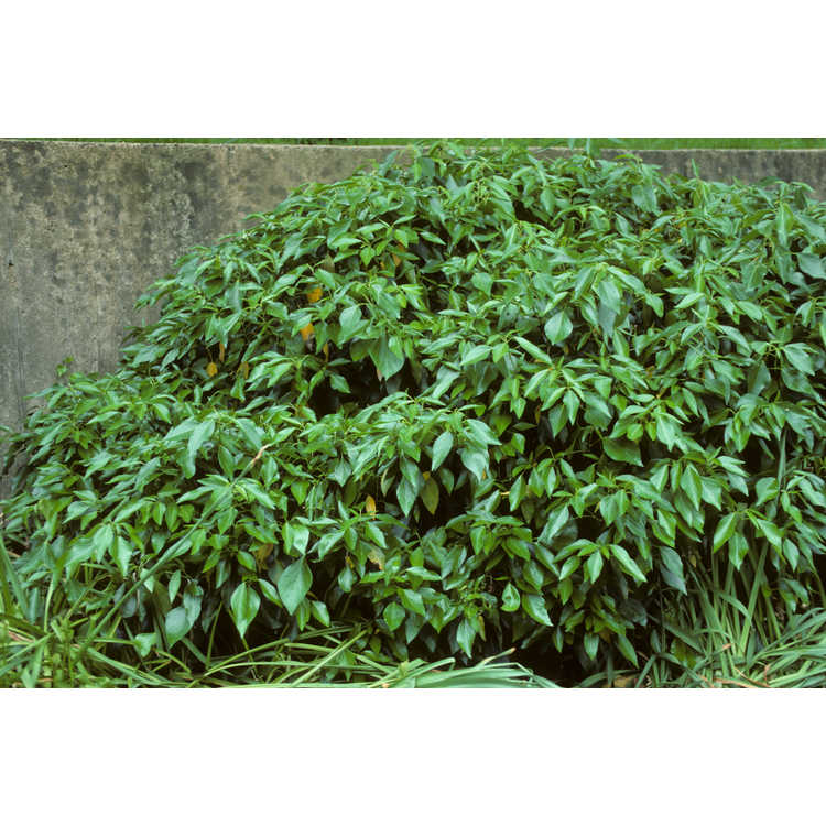 Hedera - ivy
