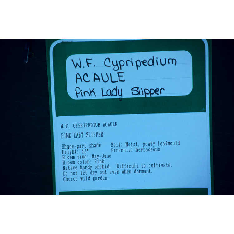 <em>Cypripedium acaule</em>