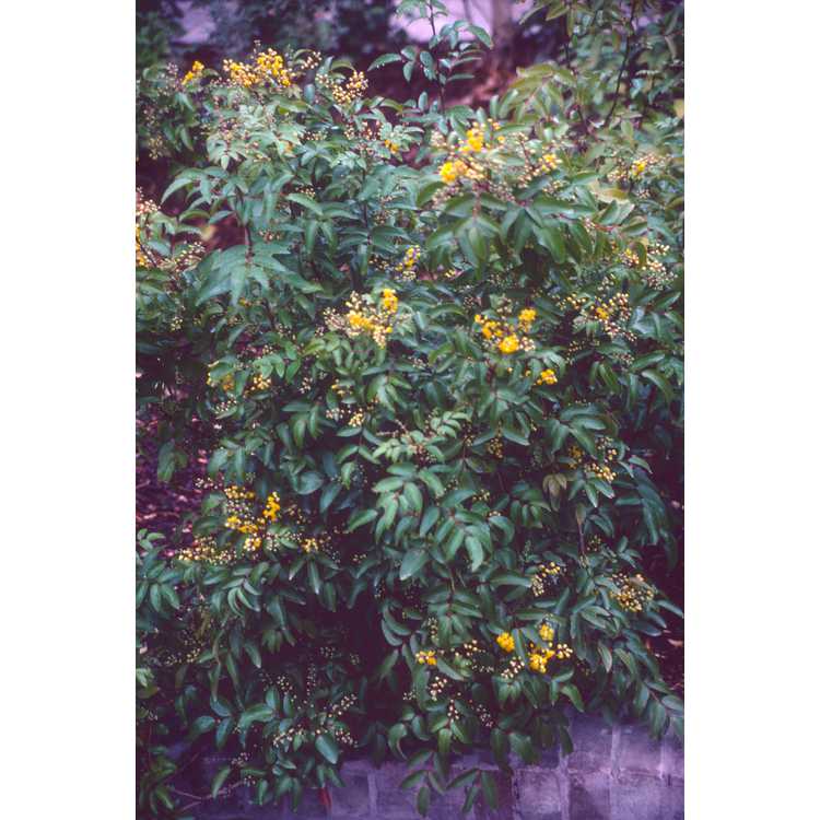 Mahonia gracilis