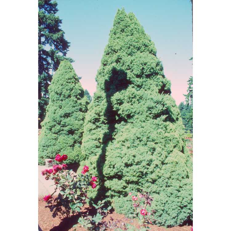 white spruce