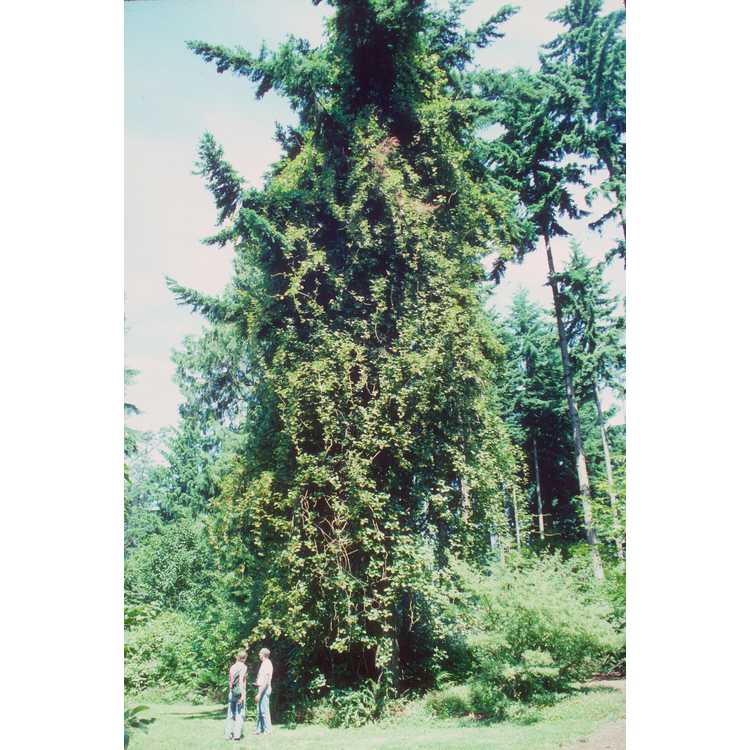 Douglas-fir