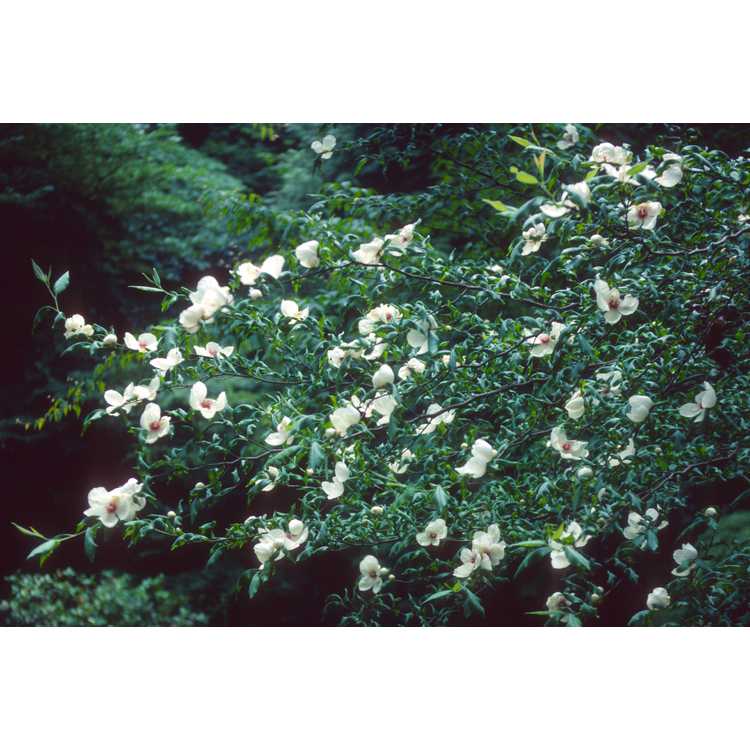 <em>Stewartia malacodendron</em>