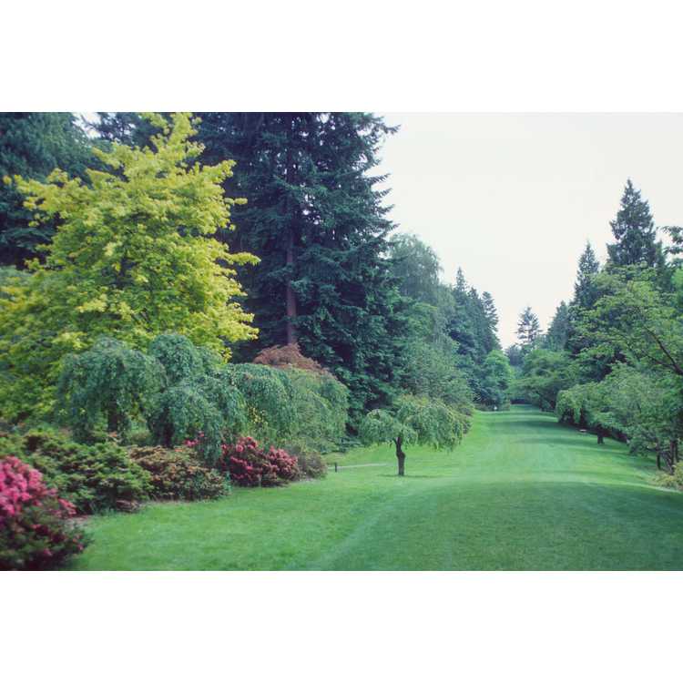 University of Washington Arboretum