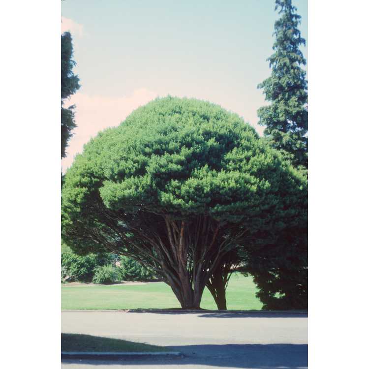 <em>Pinus densiflora</em> 'Umbraculifera'