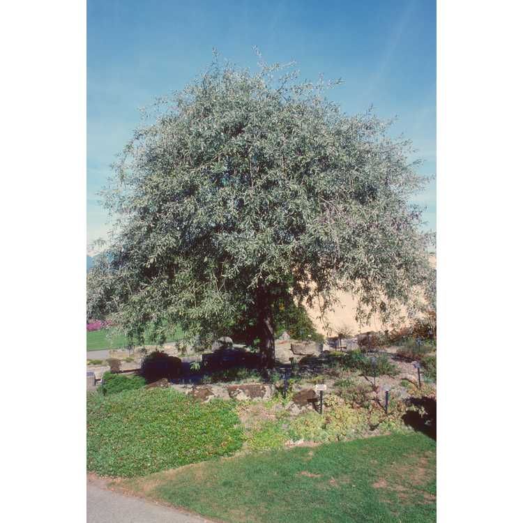 weeping willow-leaf pear