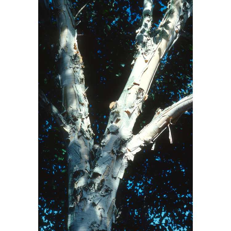 <em>Betula nigra</em> 'Heritage'