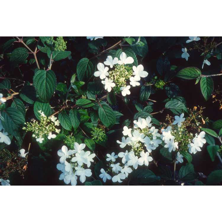 <em>Viburnum plicatum</em> f.<em> tomentosum</em> 'Summer Snowflake'