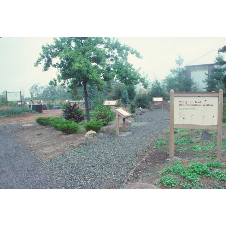 south seattle community college hort garden