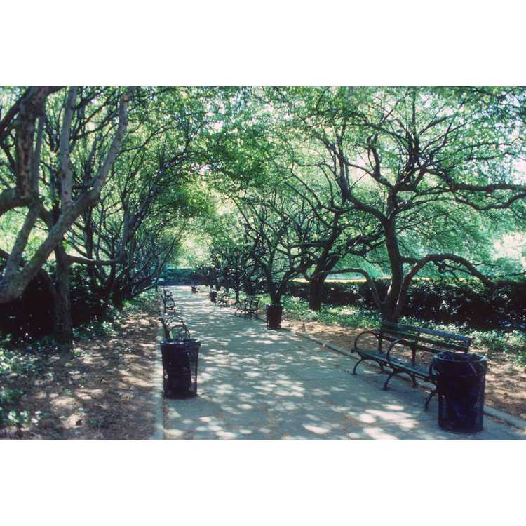 Central Park, Conservatory Garden