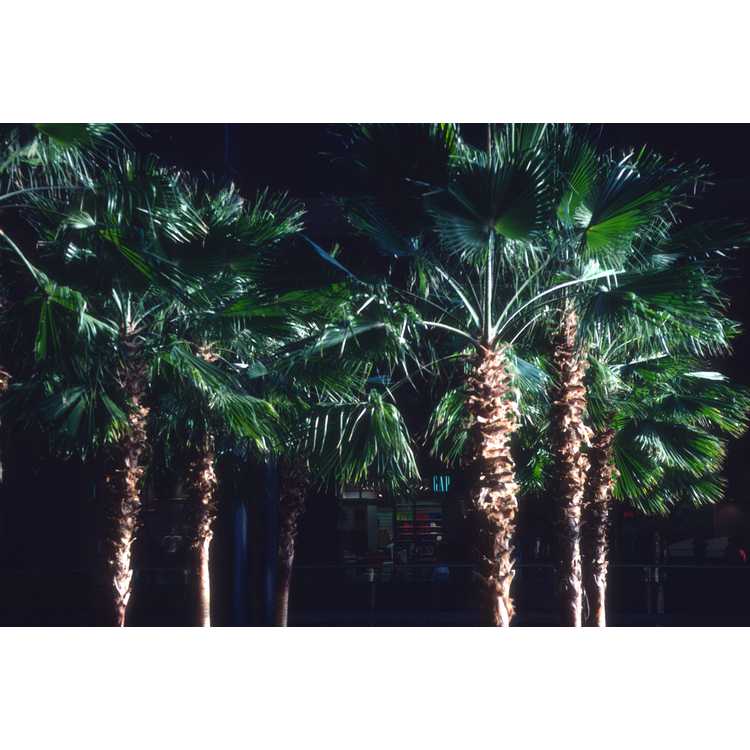 Mexican fan palm