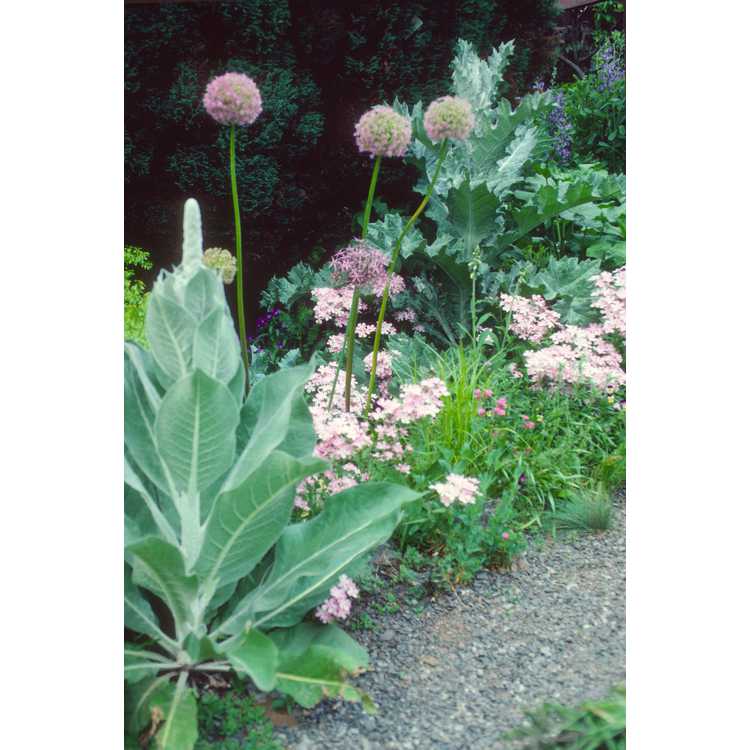 <em>Allium giganteum</em>
