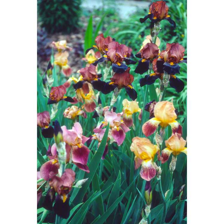 Iris germanica - German iris