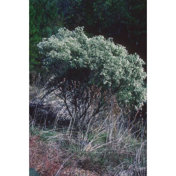 groundsel bush